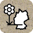 Silphie-Illustration zum regionalen Anbau