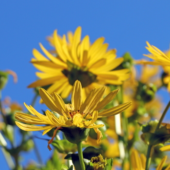 The text "Silphie Ernte" is already in German. However, if you're looking for a more contextual or idiomatic expression, it could refer to "Silphie-Ernte" as a term related to harvesting silphium or a similar concept. If you have a specific context in mind, please provide more details for a more tailored response!