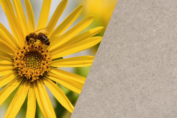 Silphie-Pflanze mit Biene und Silphie-Papier im Splitscreen