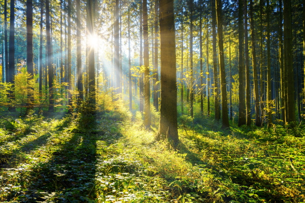 The text "Sonne Wald" is already in German, and it translates to "Sun Forest" in English. If you're looking for a more natural or fluent expression in German, you might consider "Sonnenwald," which combines the two words into a single term that could evoke a specific imagery or concept. However, without additional context, the original phrase is already clear and