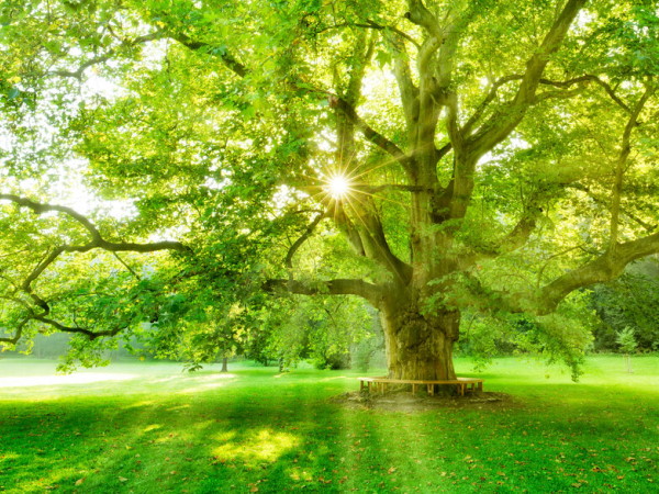 Nachhaltige Etiketten: Baum im Sonnenschein, Bildmotiv für Nachhaltige Etiketten