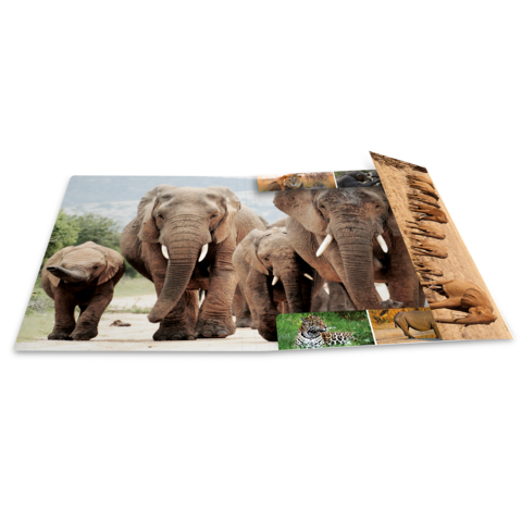 Eine offene Buchseite mit mehreren Elefanten, die zusammenstehen, und kleineren Bildern von Tieren in der Ecke.