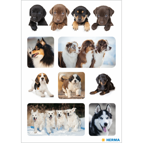 Eine Collage von verschiedenen Hunderassen, darunter Welpen, Collies, Beagles und Huskys, die in verschiedenen Posen und Umgebungen dargestellt sind.