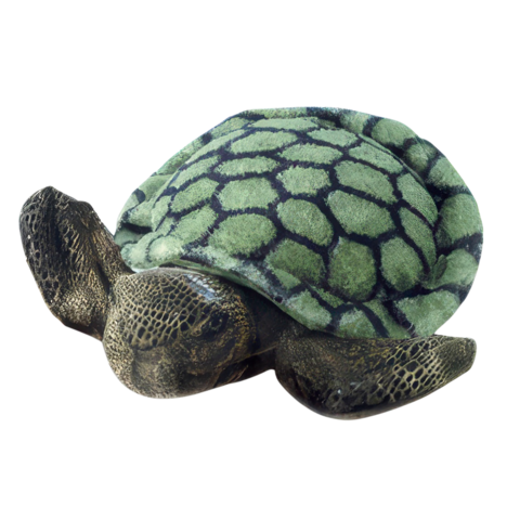 Eine grüne Schildkröte mit einem schuppigen Panzer und breiten Flossen, die auf einer weißen Fläche liegt.