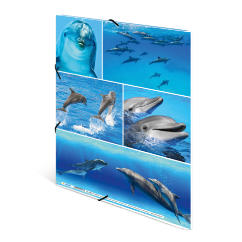 Eine Sammlung von Bildern, die verschiedene Delfine in ihrem natürlichen Lebensraum zeigen, darunter Schwimmen und Gruppenverhalten im Wasser.