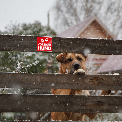 Ein Hund schaut über einen Holzzaun, während Schnee fällt. Ein Schild mit der Aufschrift "Vorsicht Hund" ist am Zaun befestigt.