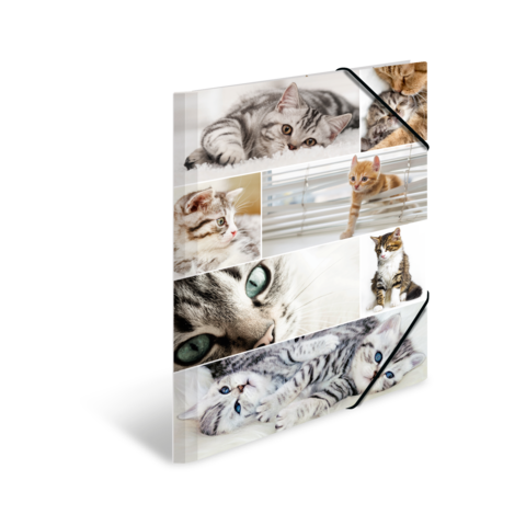 Eine Collage mit verschiedenen Katzen, die in unterschiedlichen Posen und Blickwinkeln abgebildet sind.