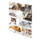 Eine Collage von Katzen, die verschiedene Posen und Gesichtsausdrücke zeigt, darunter schlafende, spielende und neugierige Tiere.