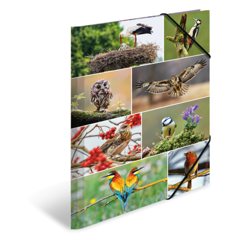 Eine Collage mit verschiedenen Vogelarten, darunter Störche, Eulen, Spechte und Papageien, in unterschiedlichen Posen und Umgebungen.