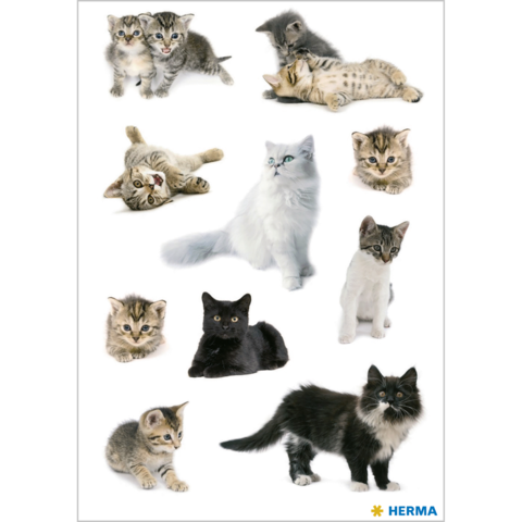 Mehrere Kätzchen in verschiedenen Posen, darunter spielende, liegende und sitzende Tiere, in einer hellen Umgebung.