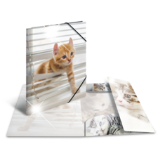 Ein orangefarbener Kater schaut neugierig durch eine Jalousie, umgeben von mehreren Fotos anderer Katzen.
