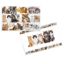 Eine Collage mit verschiedenen Katzenbildern, die verschiedene Rassen und Farben zeigt, darunter Kätzchen und ausgewachsene Katzen.
