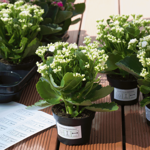 Blühende Kalanchoe-Pflanzen in Töpfen, mit weißen Blüten und grünen Blättern, stehen auf einem Tisch. Anleitungen liegen daneben.